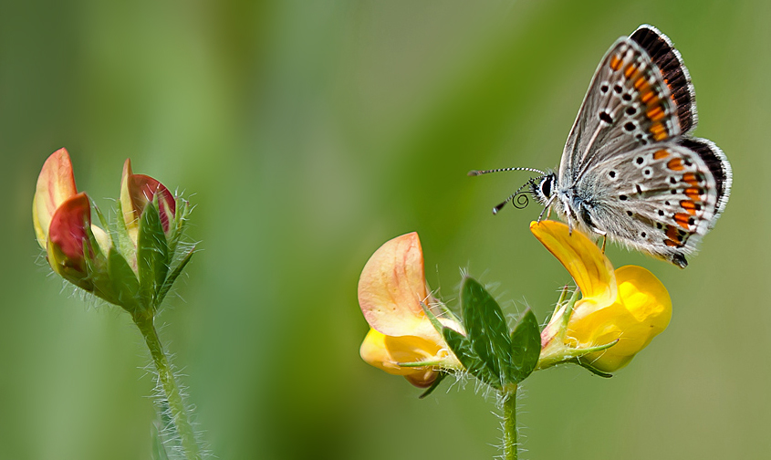 due fiori e una formica