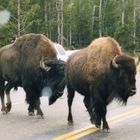 due grossi bisonti nel parco di yellowstone