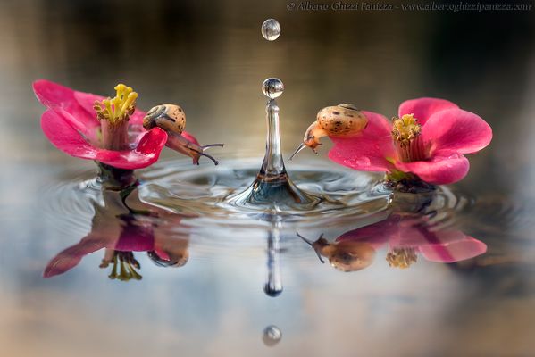 Due lumachine curiose