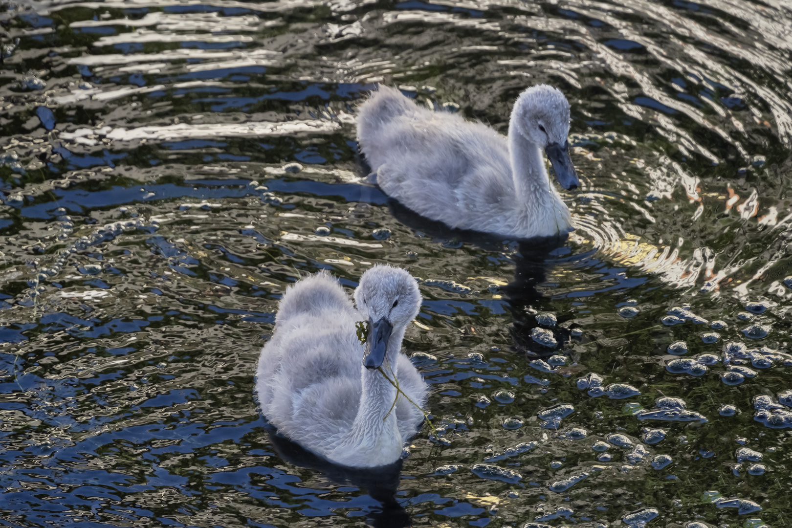 Due piccoli cigni