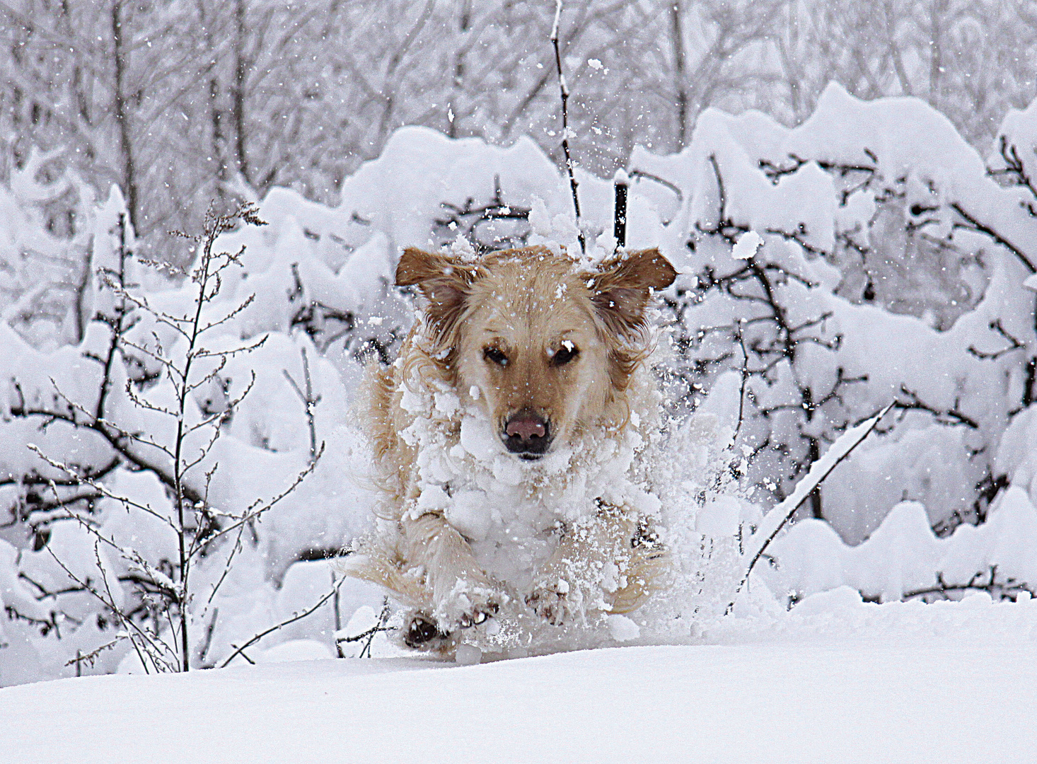 due salti nella neve