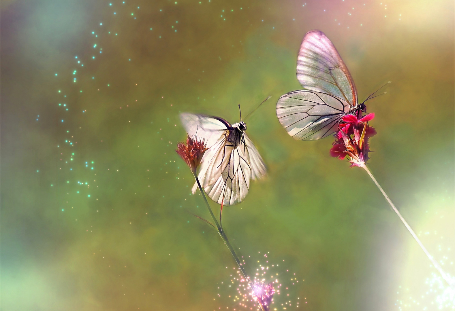 Due splendide farfalle "Aporia crataegi" nel loro corteggiamento. 