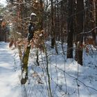 Dübener Heide - unterwegs auf dem verschneiten Tafelweg