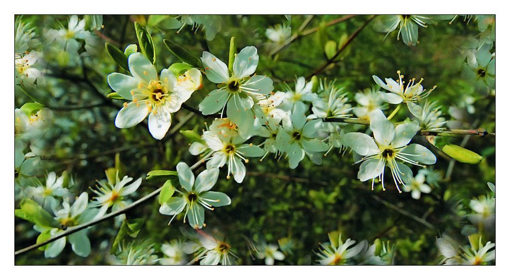 düfte sind die gefühle der blumen von Dagmar Kesting