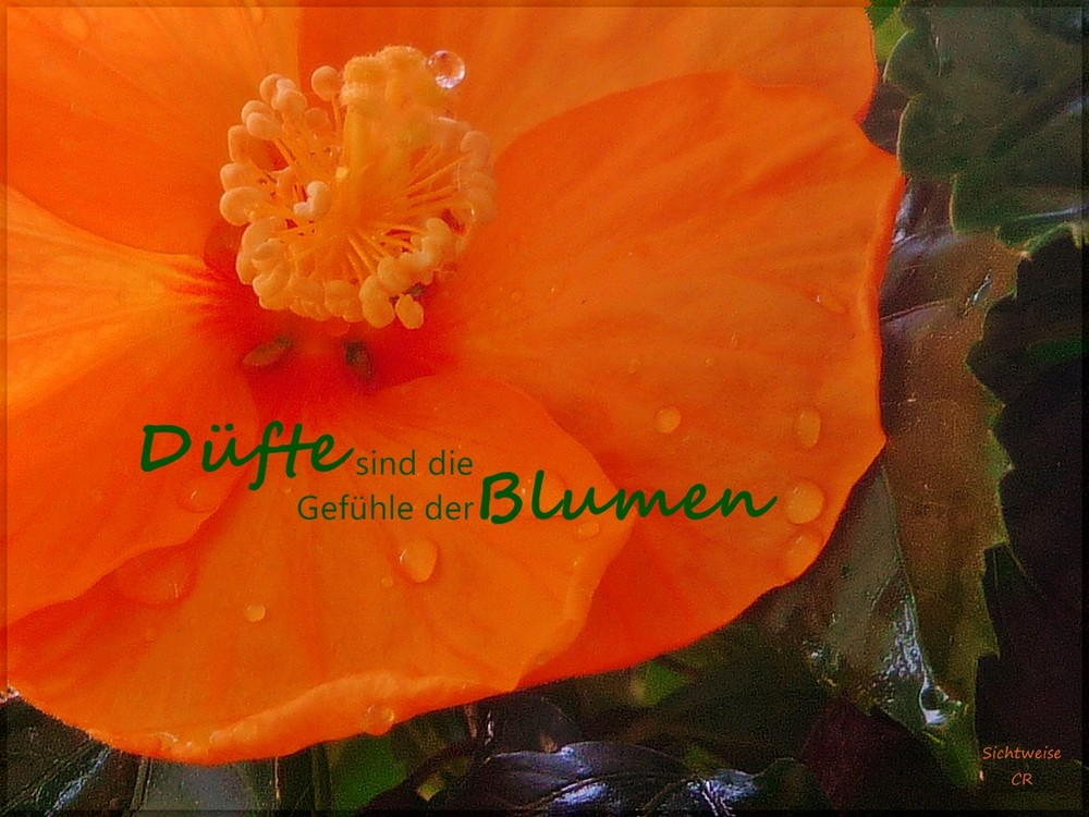 Düfte sind die Gefühle der Blumen