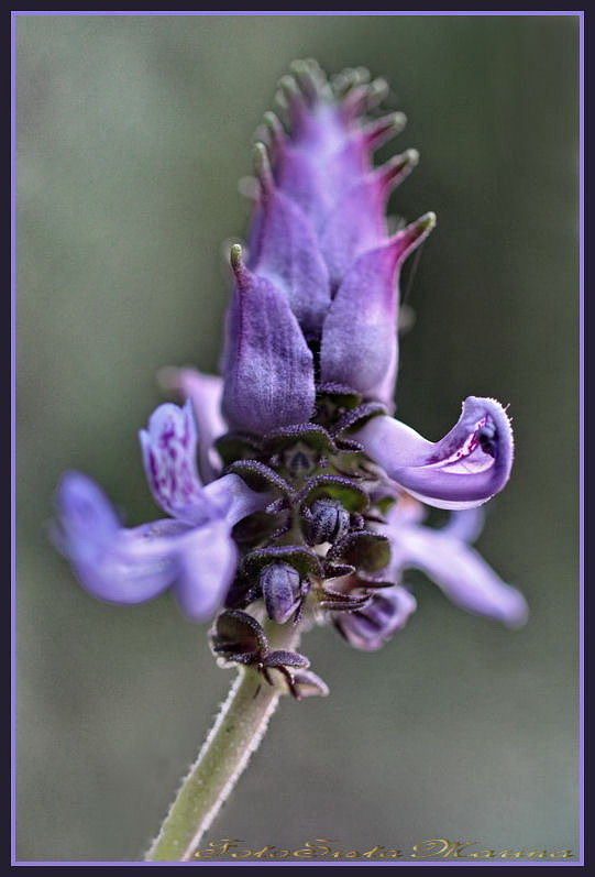 "Düfte sind die Gefühle der Blumen.* " (Heinrich Heine, deutscher Dichter, 1797-1856