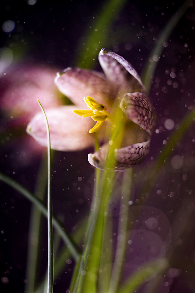 Düfte sind wie Seelen der Blumen ...