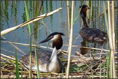 Düker-Paar am Nest (1)