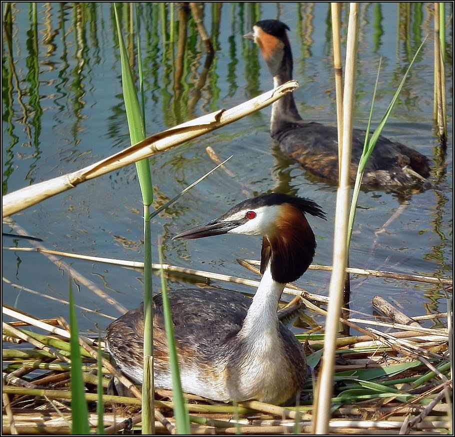 Düker-Paar am Nest (2)