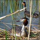 Düker-Paar am Nest (2)