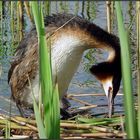 Düker steigt aufs Nest