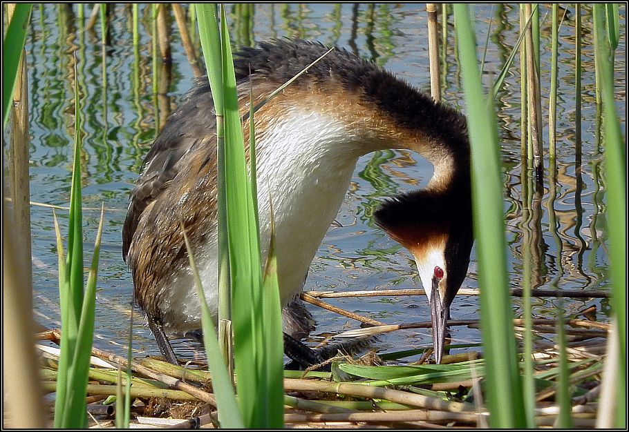 Düker steigt aufs Nest