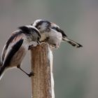 Duel chez les mésanges à longue queue