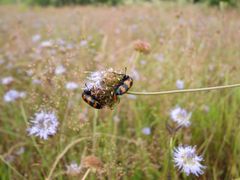 duel sur une fleur !