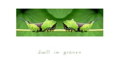 ~ duell im grünen ~