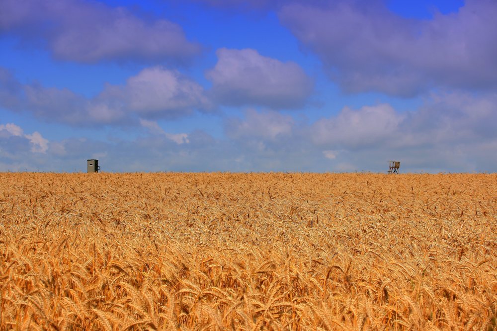 Duell im Kornfeld