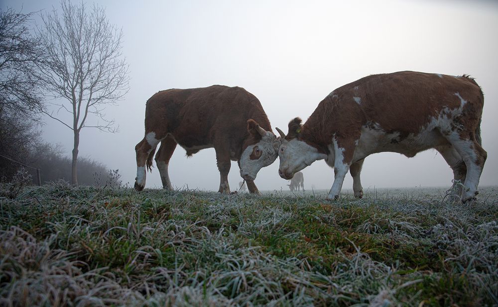 *** Duell im Morgengrauen ***