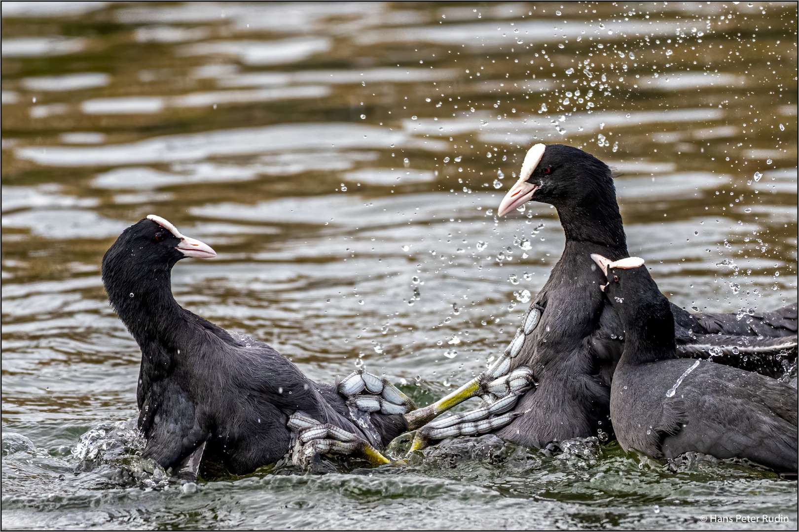 Duell im Weiher