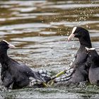 Duell im Weiher