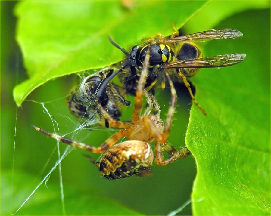 Duell Spinne - Wespe