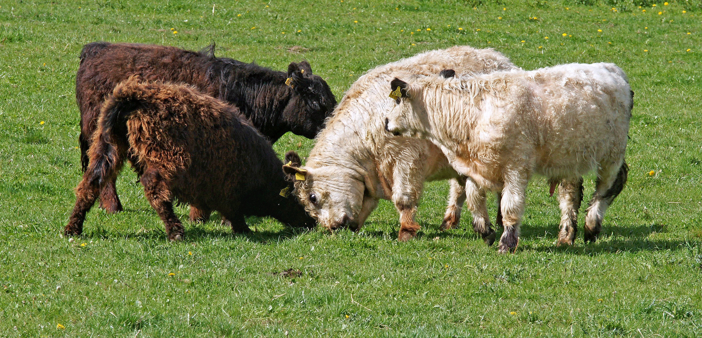 Duellanten und Sekundanten.