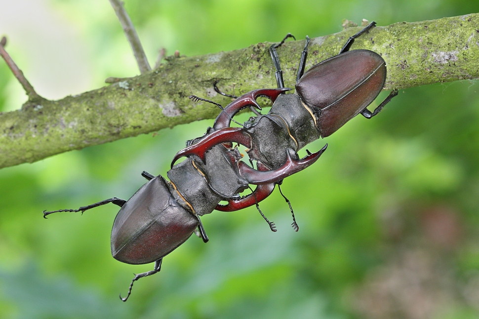 Duellierende Hirschkäfer 4