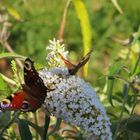 duelling butterflies