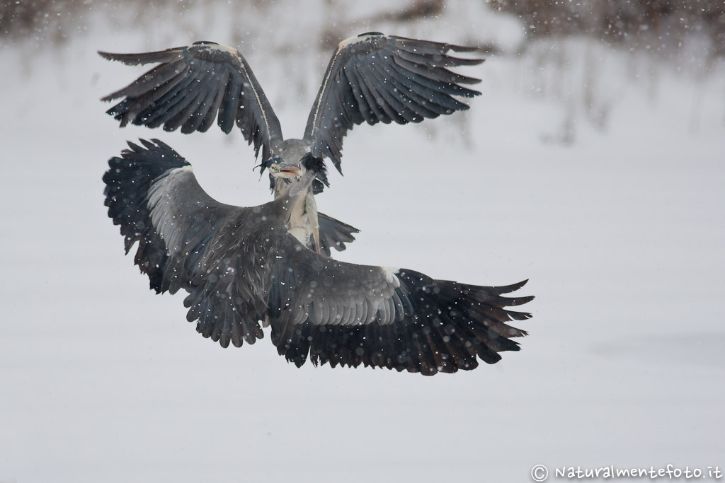 Duello aereo