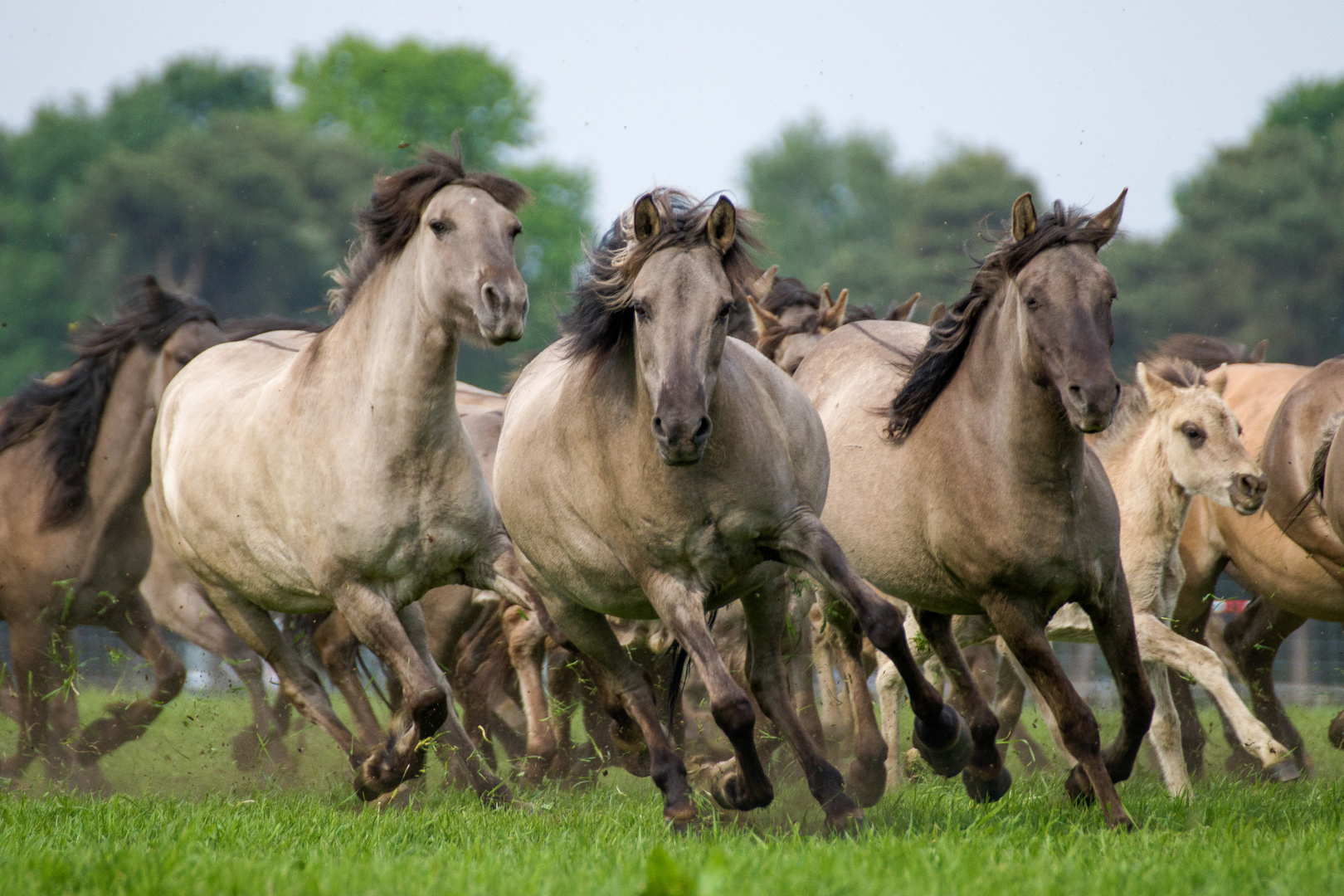 Dülmen Mustangs fangen