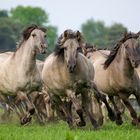 Dülmen Mustangs fangen