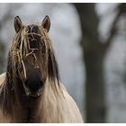 Dülmener unfrisiert