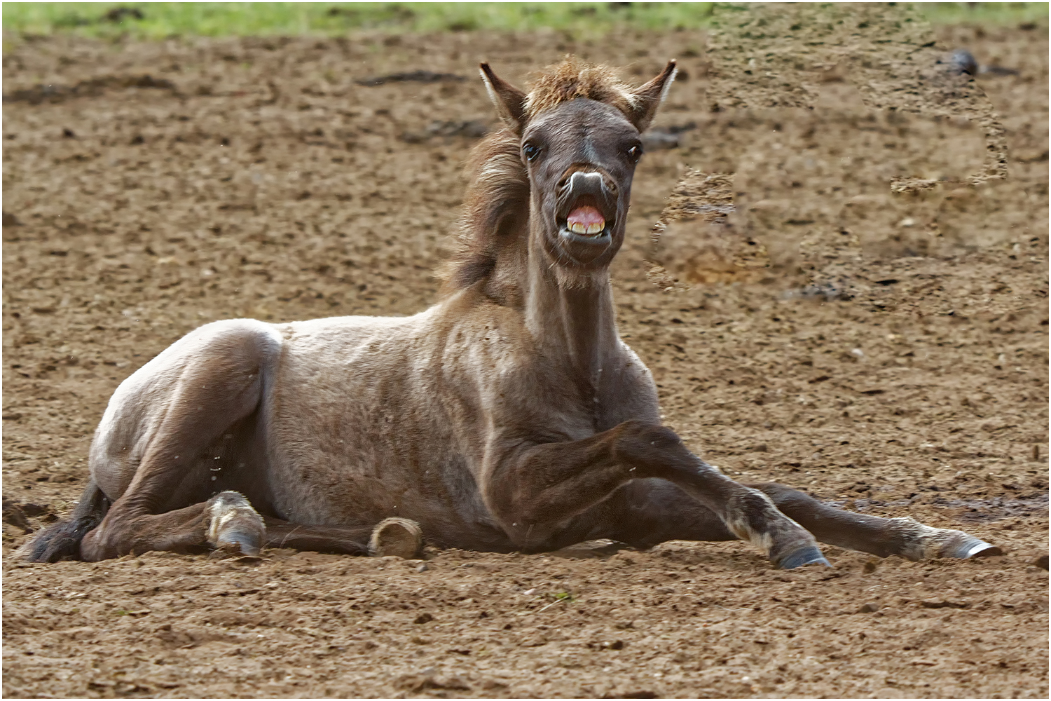 Dülmener Wildpferd