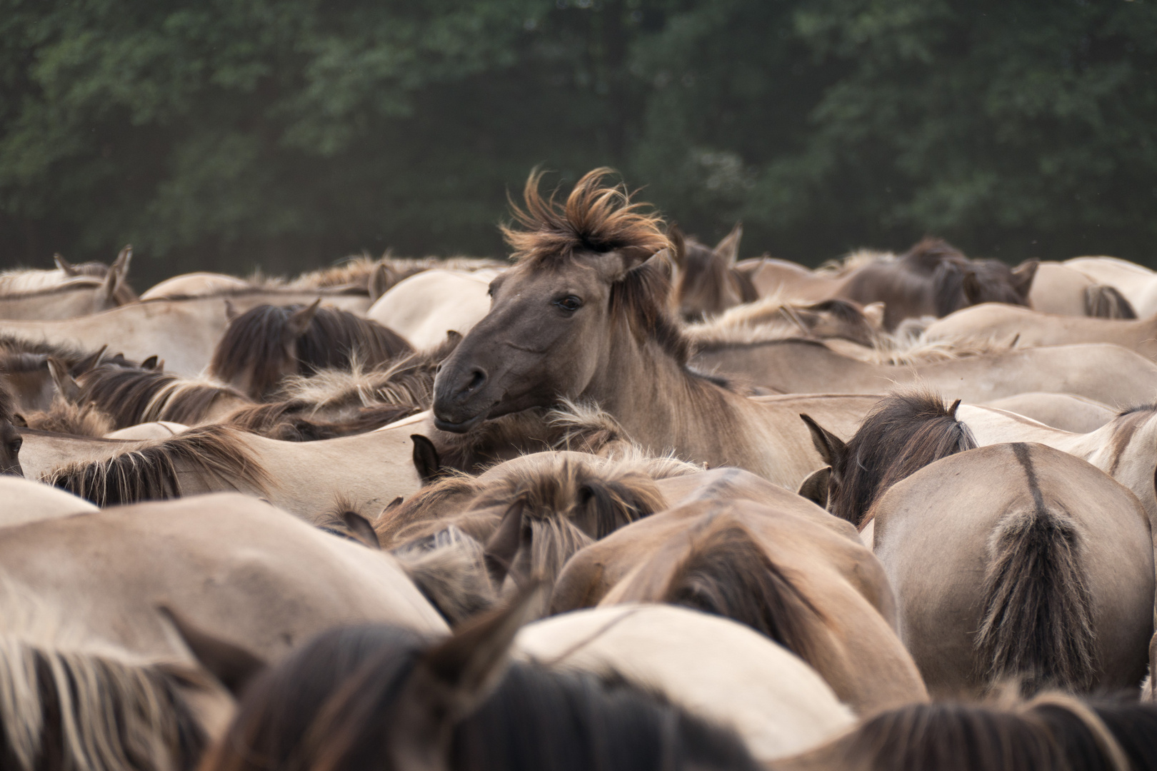 Dülmener Wildpferd