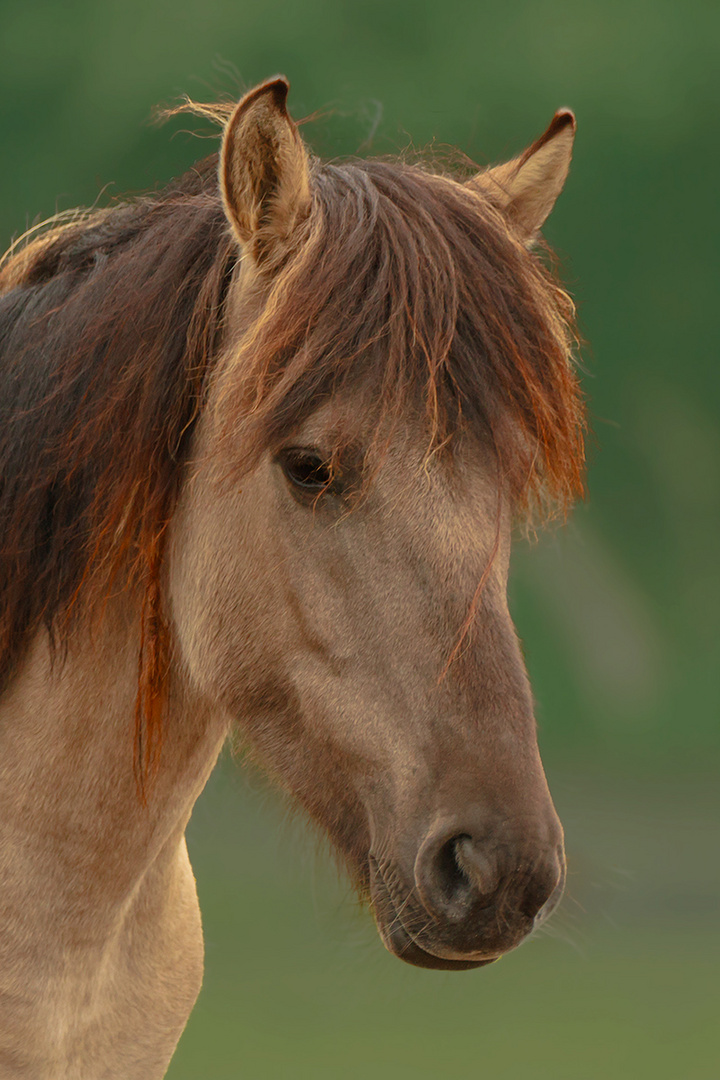 Dülmener Wildpferd