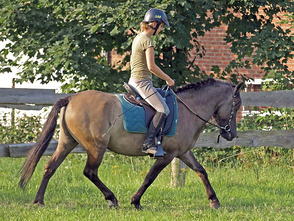 Dülmener Wildpferd "El Ninjo"