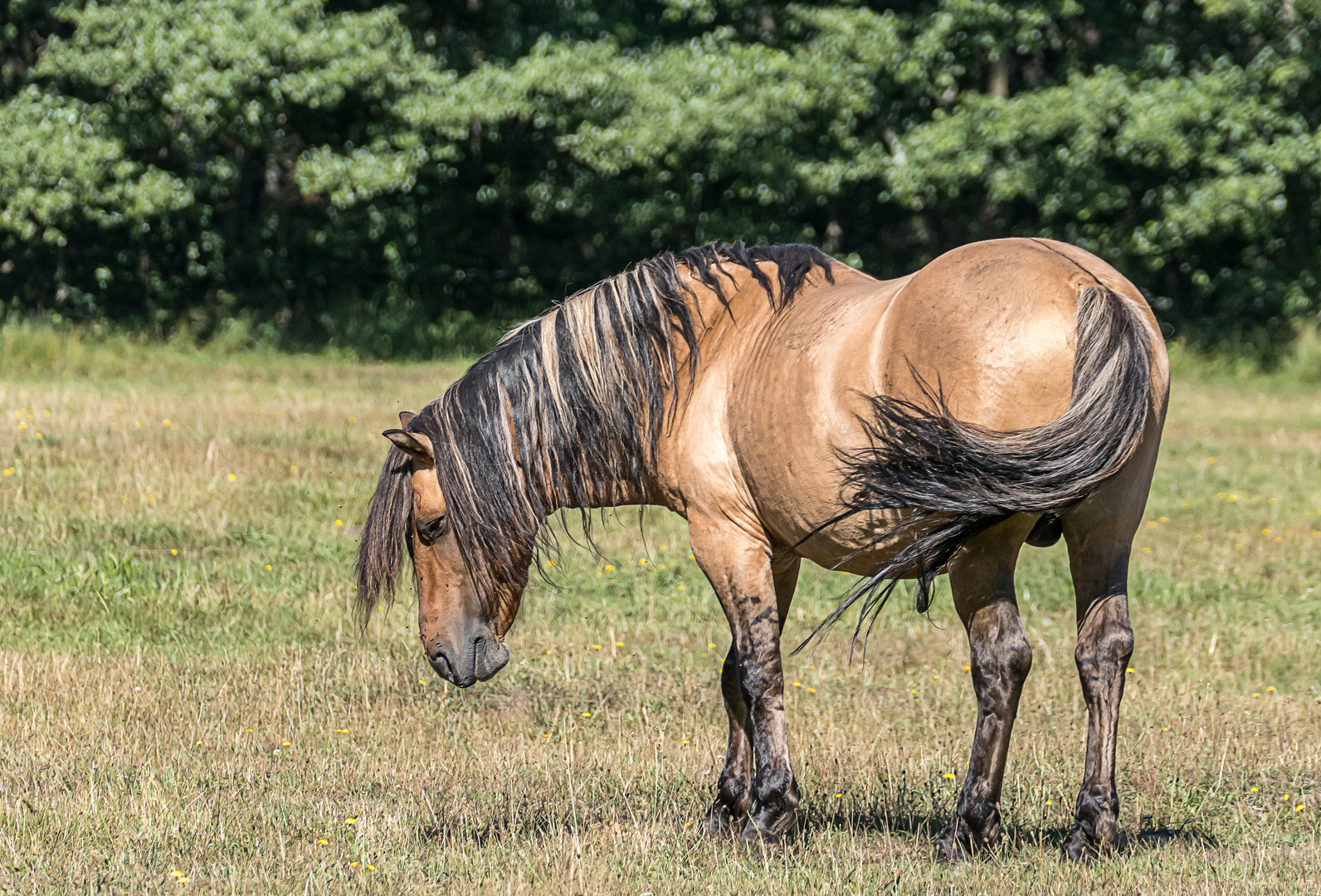 Dülmener Wildpferd in der Lüneburger Heide