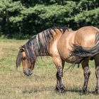 Dülmener Wildpferd in der Lüneburger Heide