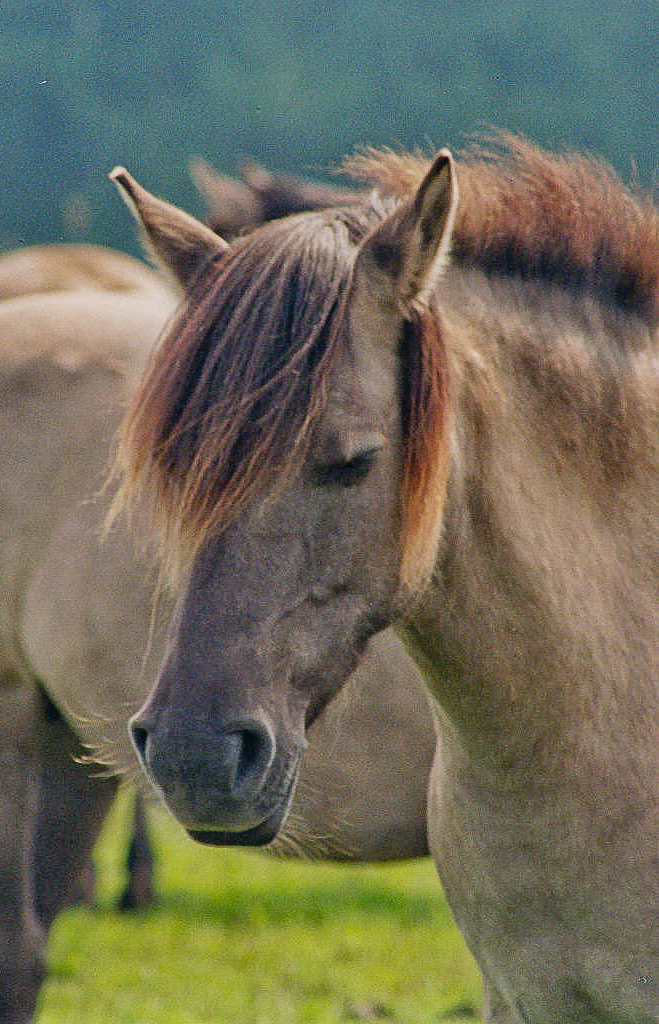 Dülmener Wildpferde