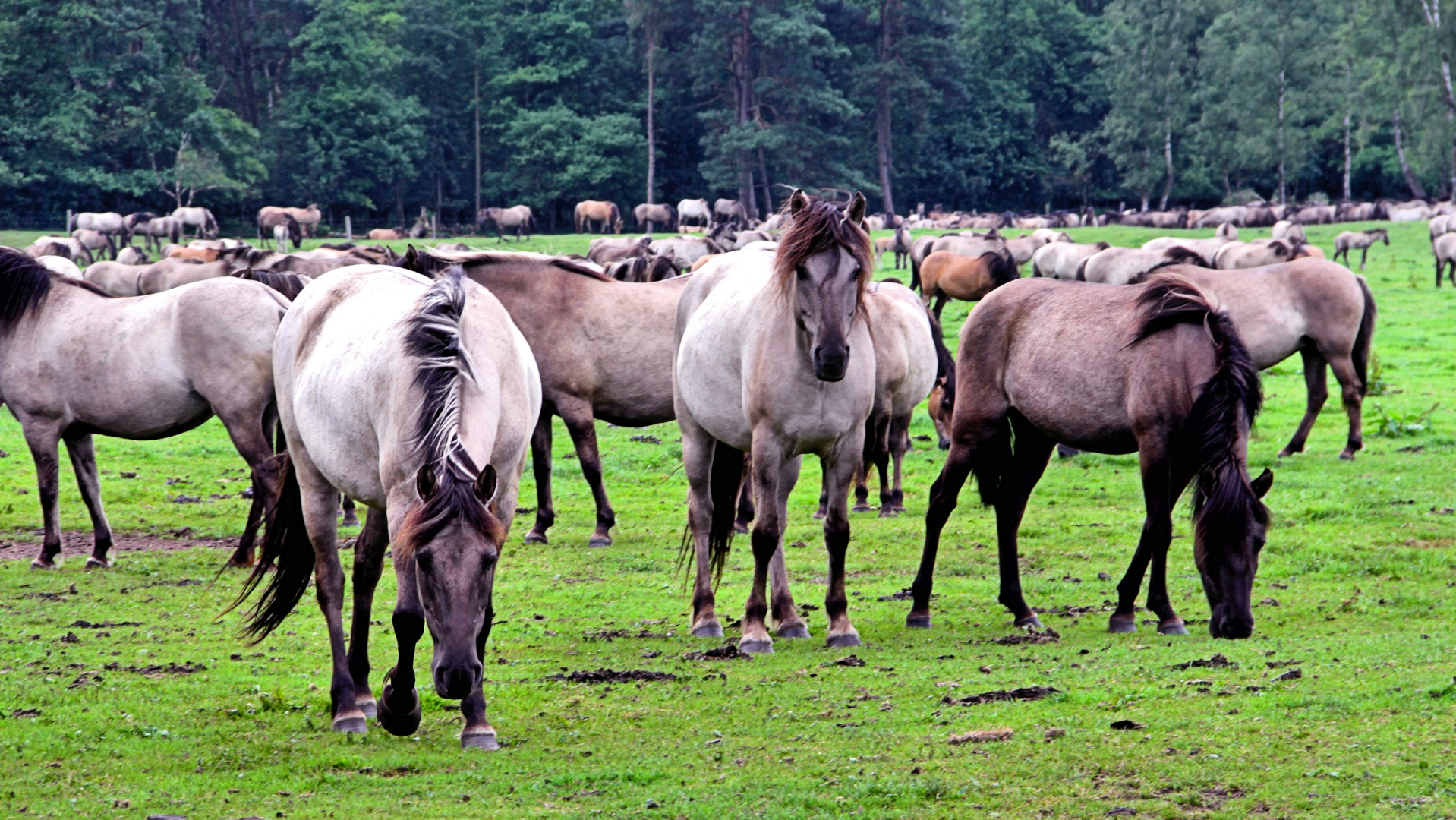 Dülmener Wildpferde