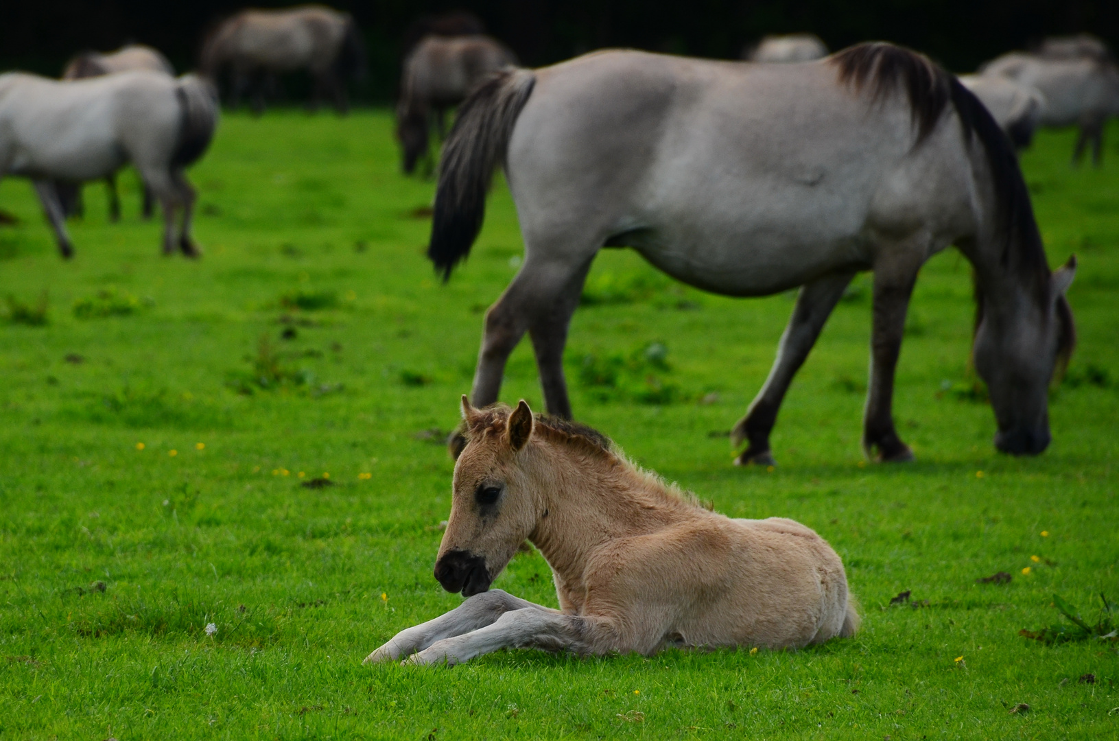 Dülmener Wildpferde 1