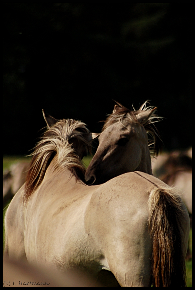 Dülmener Wildpferde