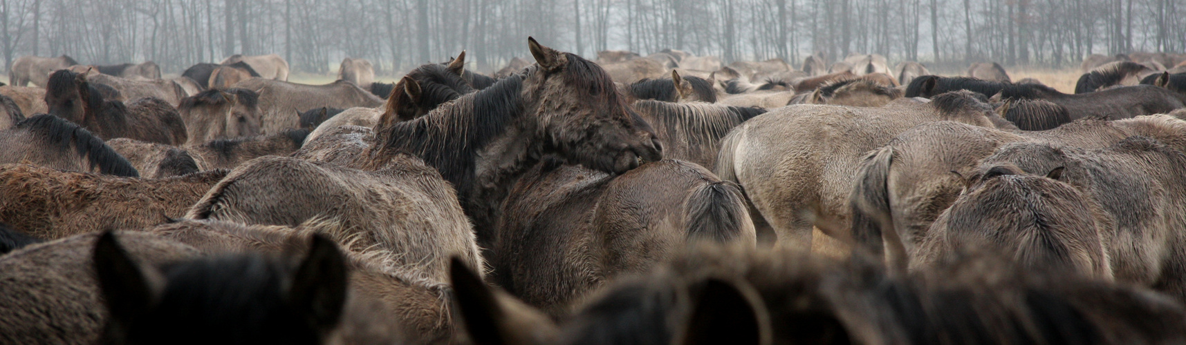 Dülmener Wildpferde