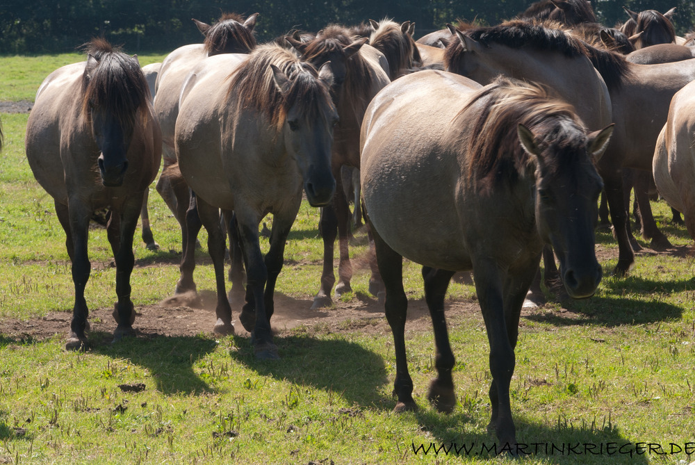 Dülmener Wildpferde (2)