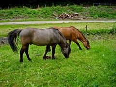 Dülmener Wildpferde 2