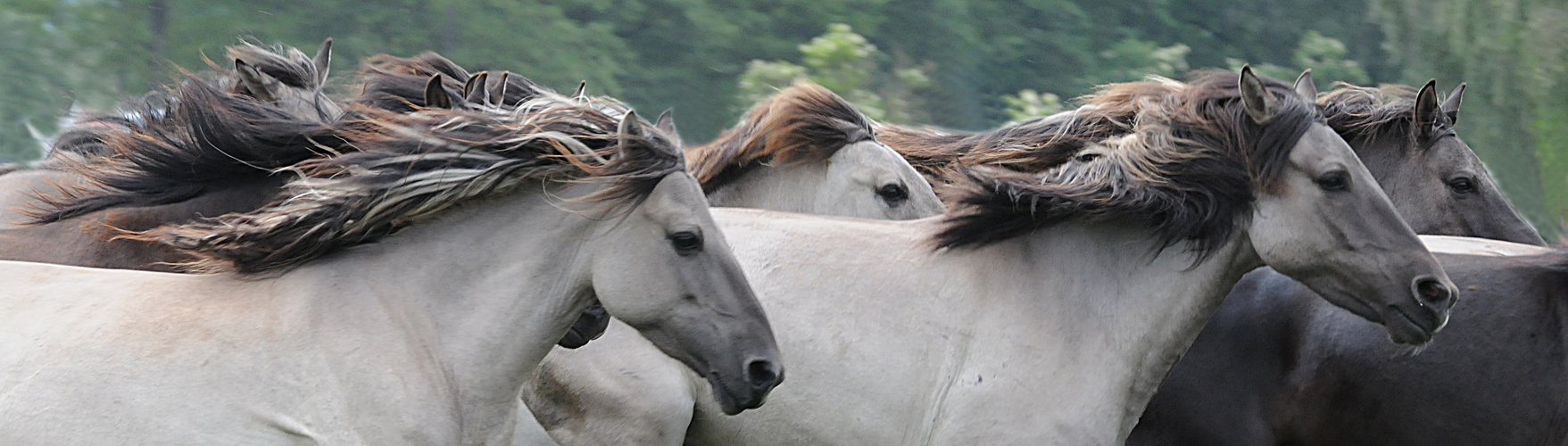 Dülmener Wildpferde (2)