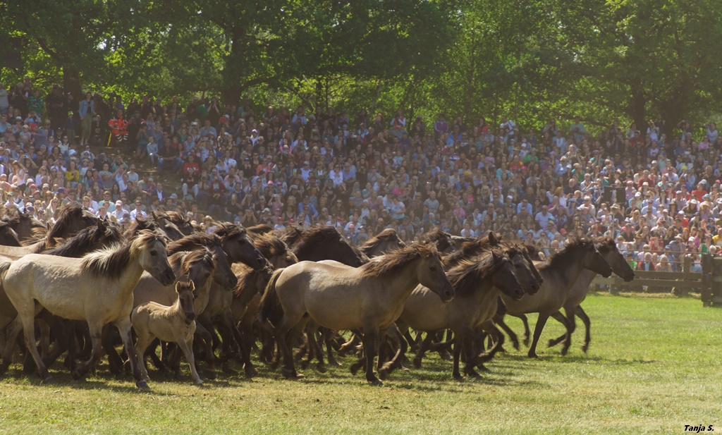 Dülmener Wildpferde