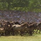 Dülmener Wildpferde