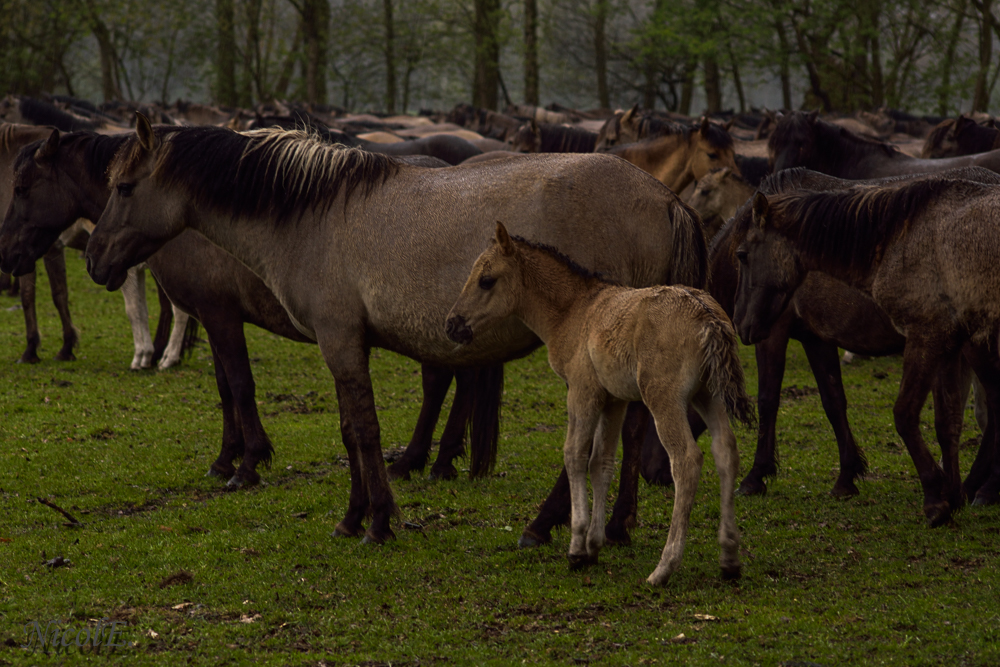 Dülmener Wildpferde 