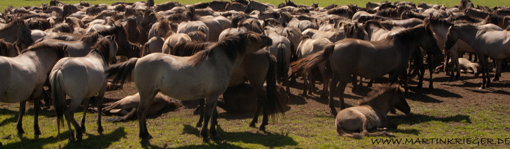 Dülmener Wildpferde (3)