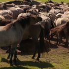 Dülmener Wildpferde (3)